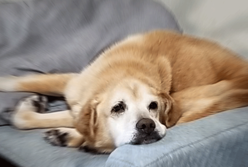 f:id:masami_takasu:20191127142603g:plain f:id:masami_takasu:20191127142603g:plain