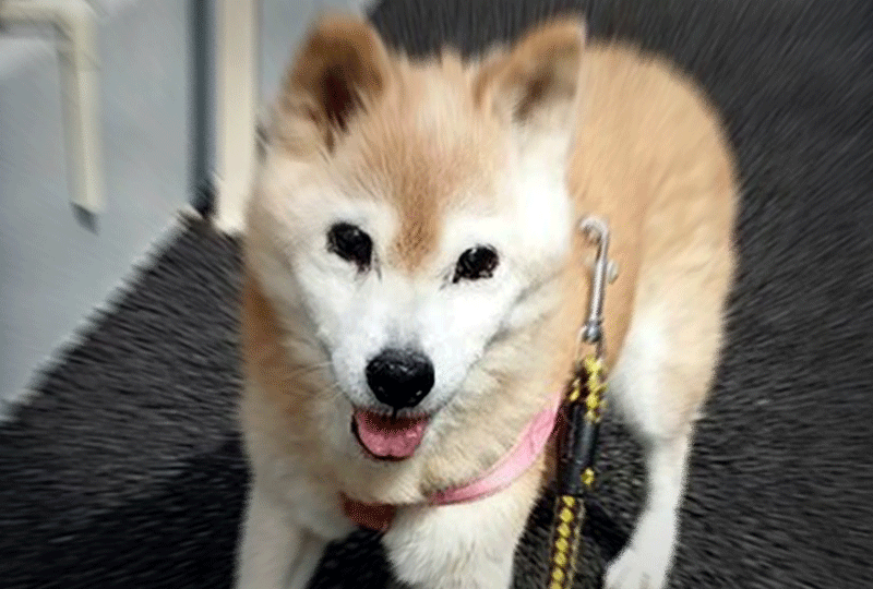 f:id:masami_takasu:20191127144010g:plain f:id:masami_takasu:20191127144010g:plain