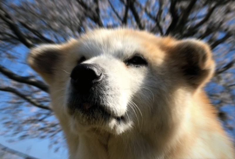 f:id:masami_takasu:20191127151547g:plain