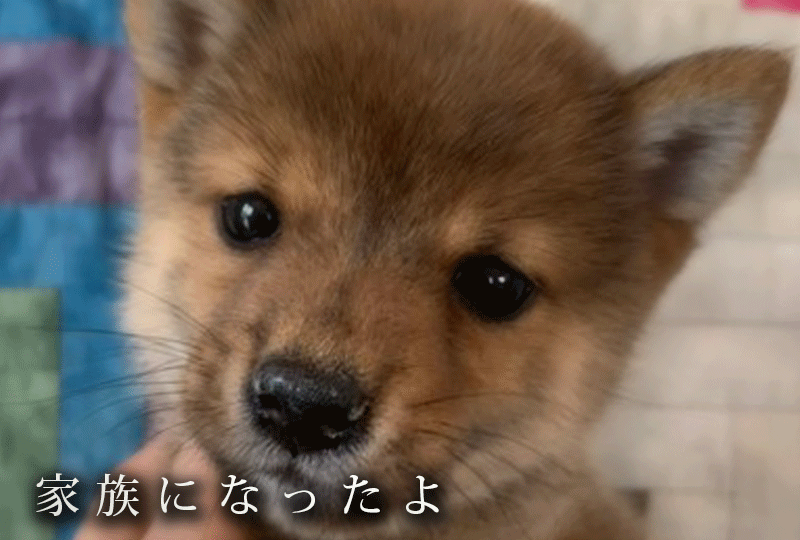 f:id:masami_takasu:20191129074320g:plain