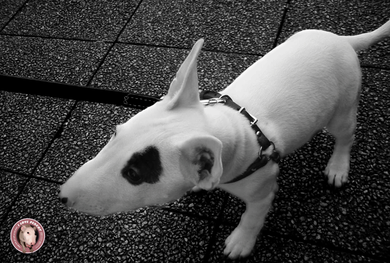 f:id:masami_takasu:20191208084316g:plain