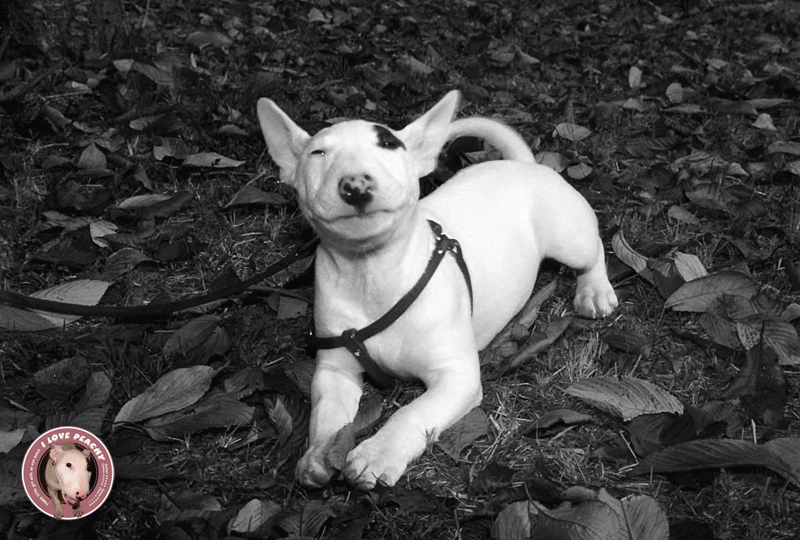 f:id:masami_takasu:20191208084447g:plain