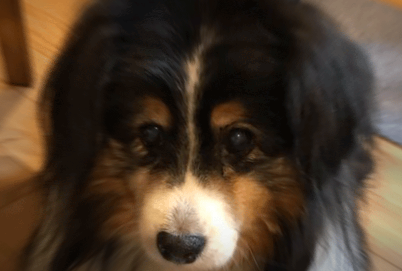 f:id:masami_takasu:20191214090609g:plain