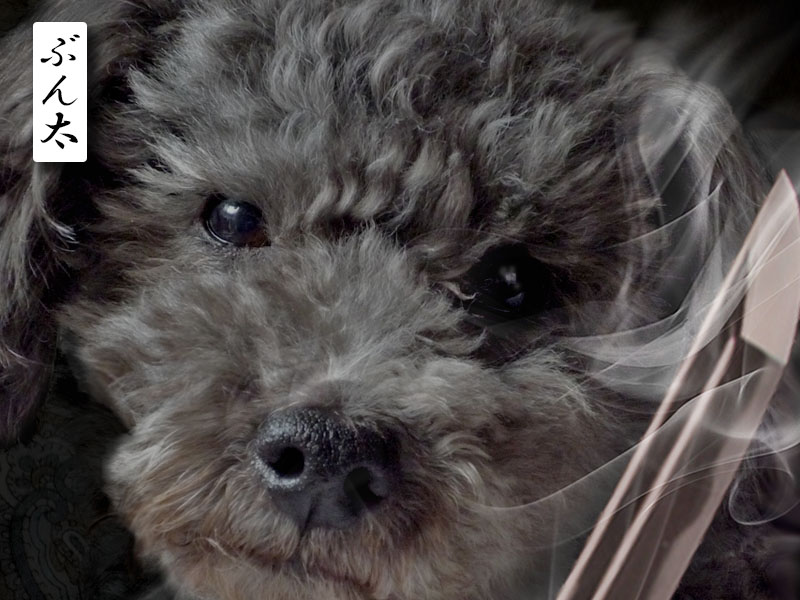 f:id:masami_takasu:20191214091538j:plain