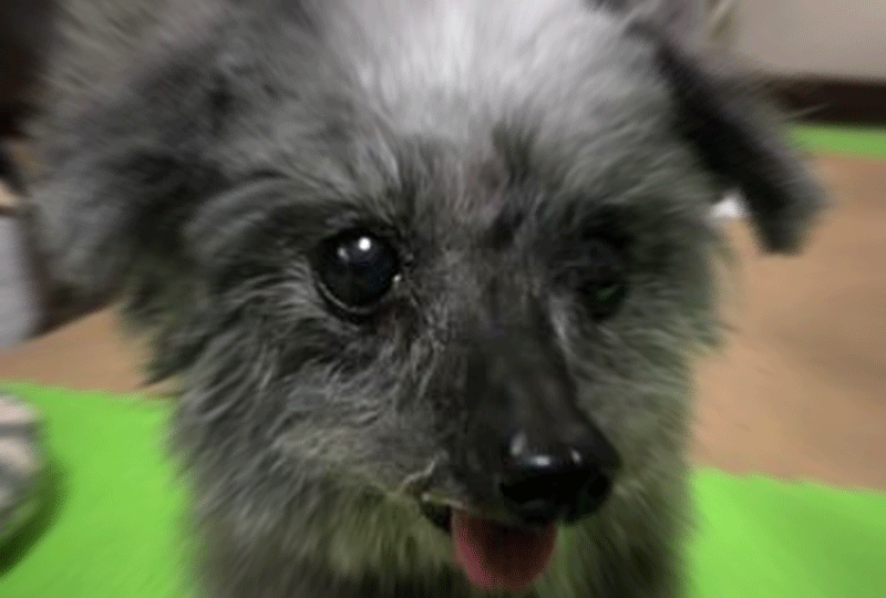 f:id:masami_takasu:20191214091846g:plain