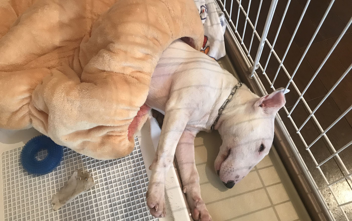 f:id:masami_takasu:20191222102146j:plain