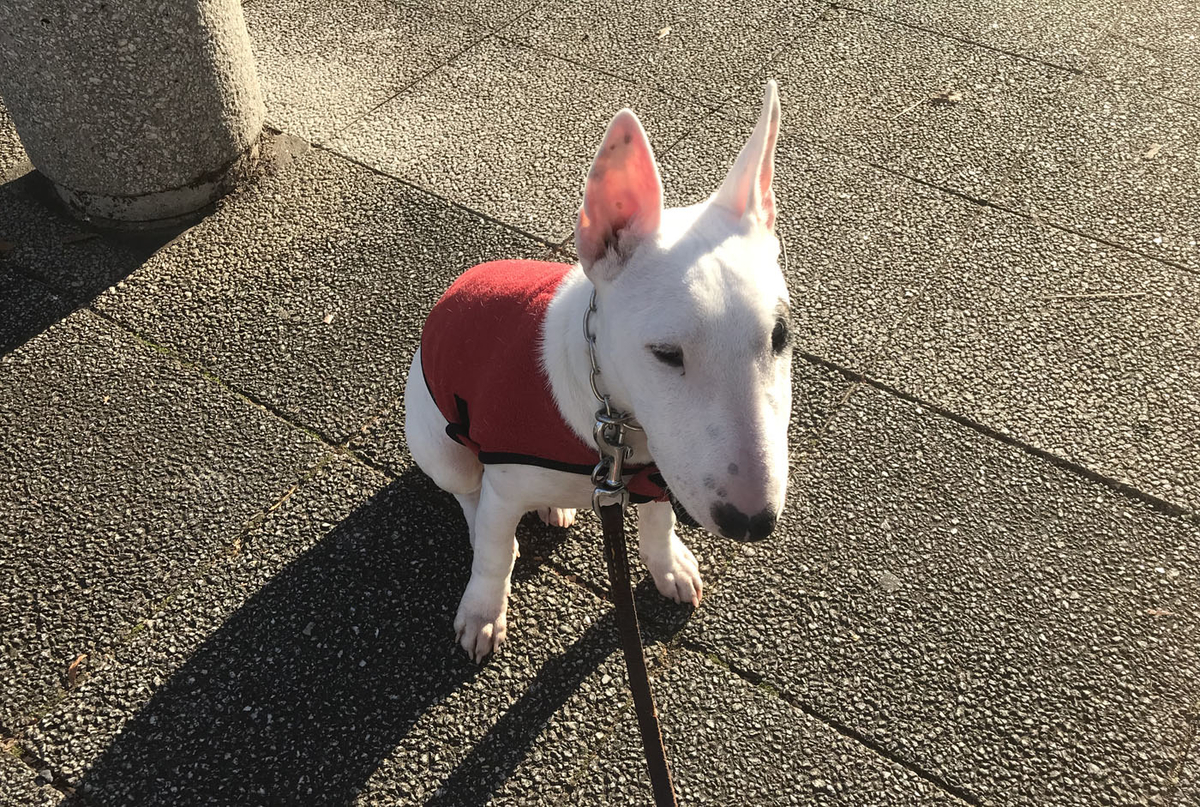 f:id:masami_takasu:20191222102203j:plain