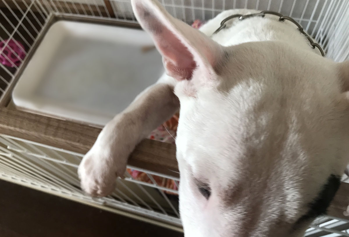 f:id:masami_takasu:20191222110159j:plain