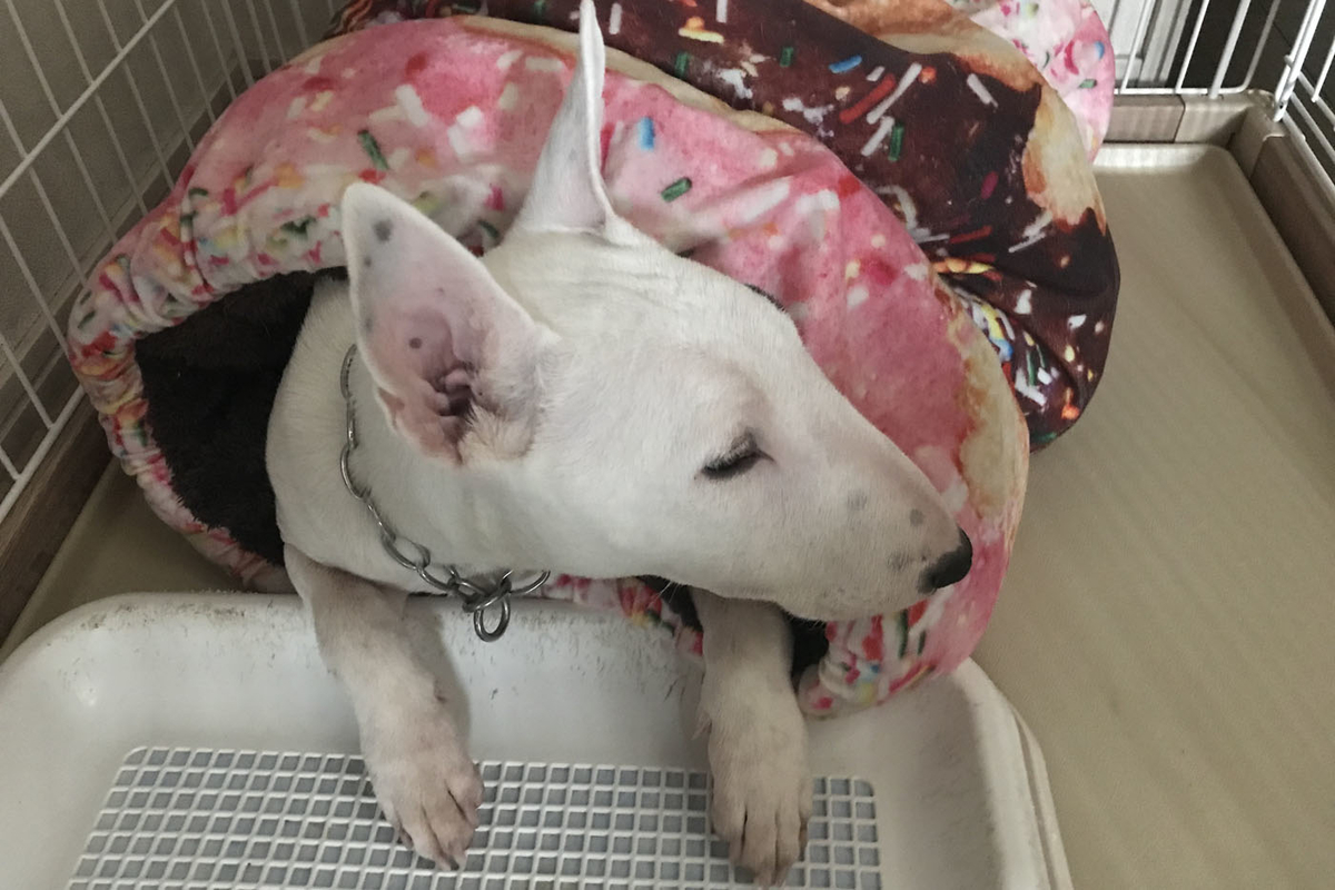 f:id:masami_takasu:20191222110218j:plain