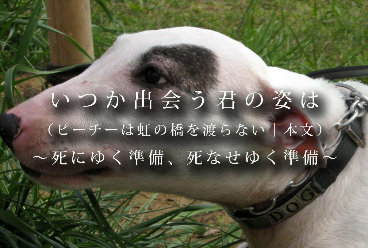 ピーチーは虹の橋を渡らない