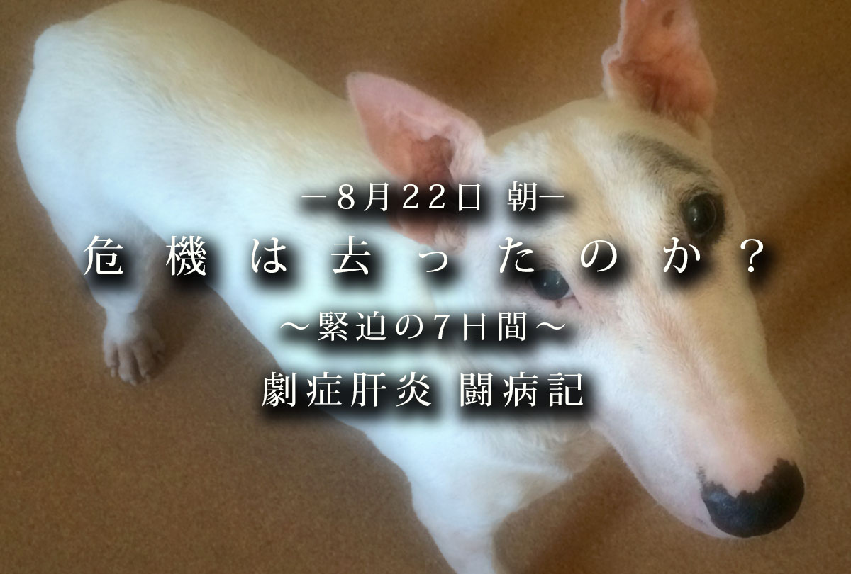 f:id:masami_takasu:20200206181014j:plain f:id:masami_takasu:20200206181014j:plain