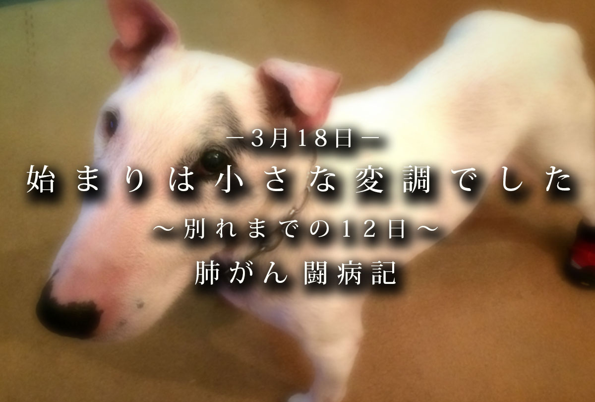 肺がん闘病記