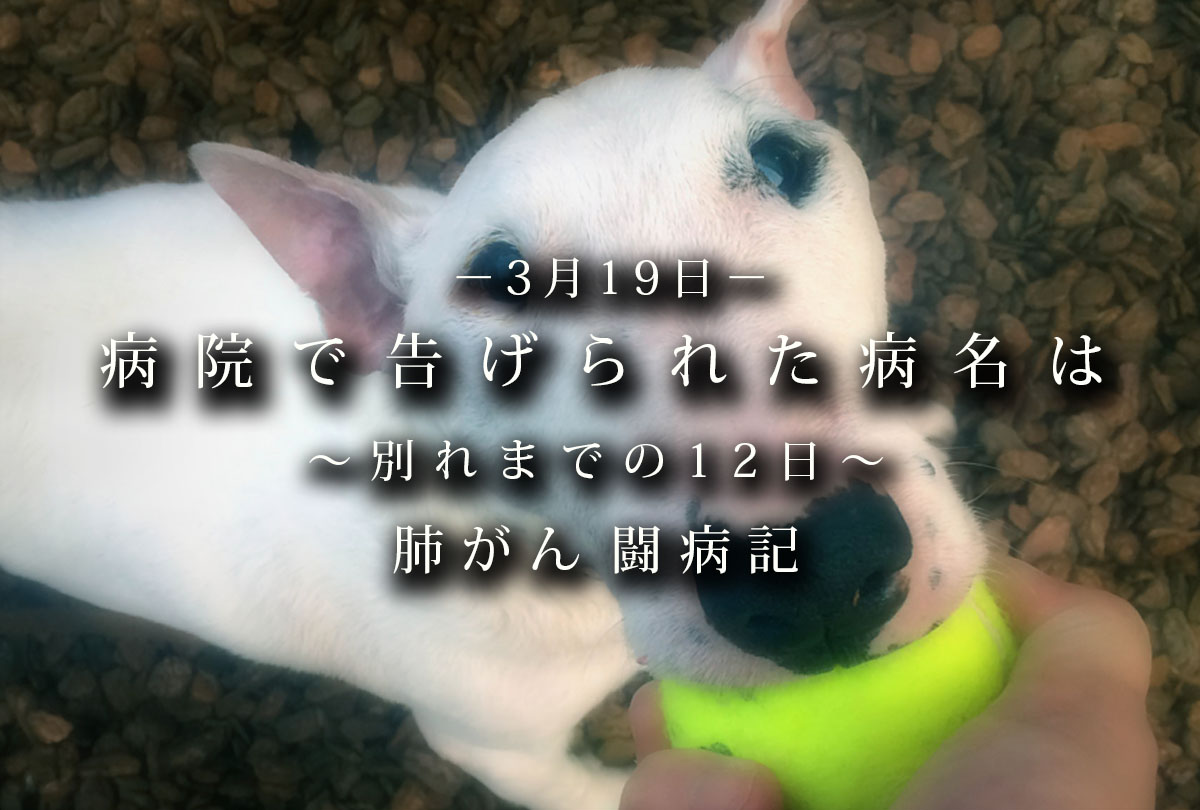 肺がん_病院で告げられた病名は