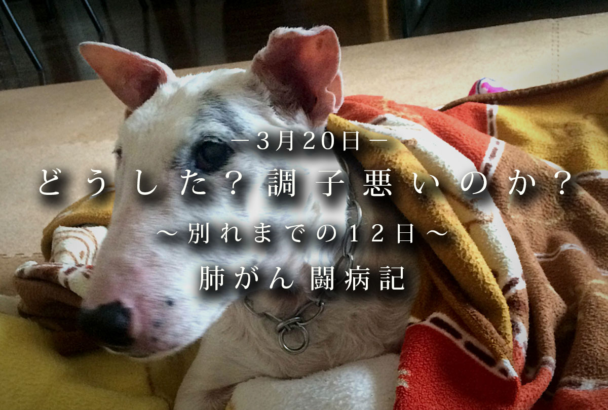 肺がん闘病記_なんとなく調子が悪い