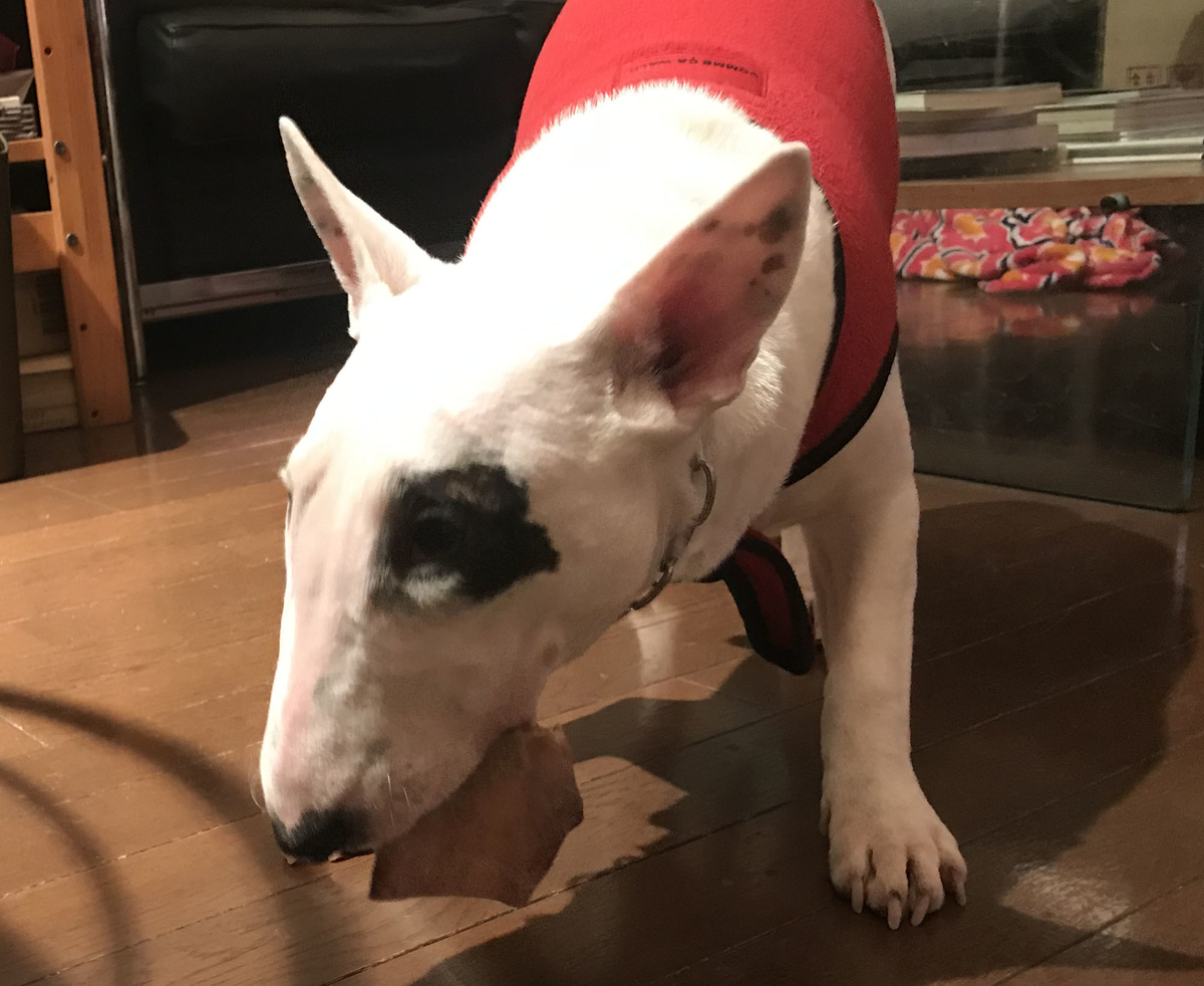 ピィ子の子育て日記