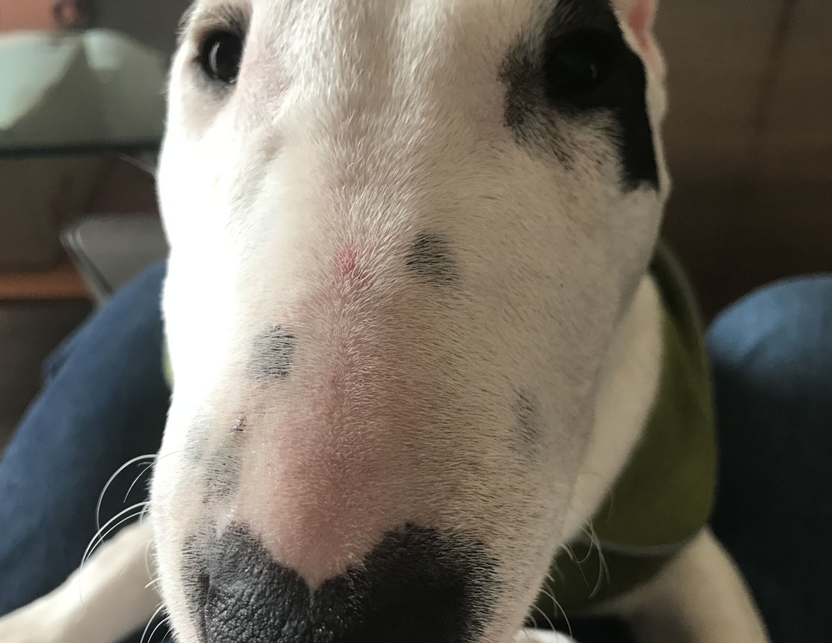 ピィ子の子育て日記