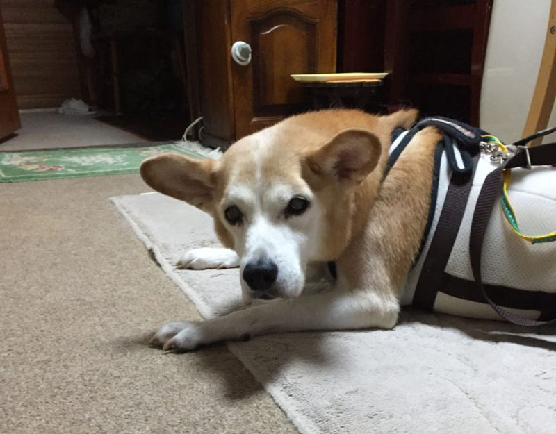 f:id:masami_takasu:20200227174514j:plain