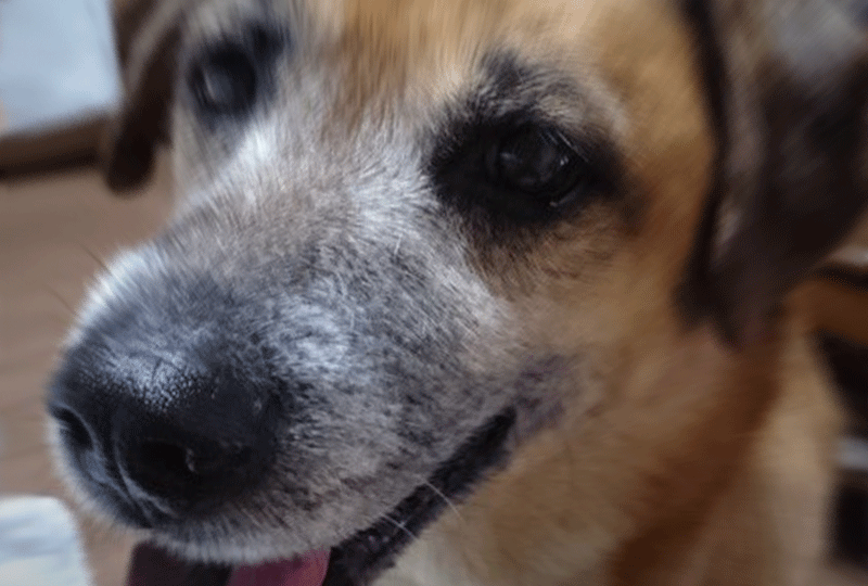 老犬アルバムvol 5 樫村慧コメンタリー Complete 出来ない事は増えたけれど 犬を飼うということ 老犬アルバムvol 5 樫村慧コメンタリー Complete 出来ない事は増えたけれど 犬を飼うということ