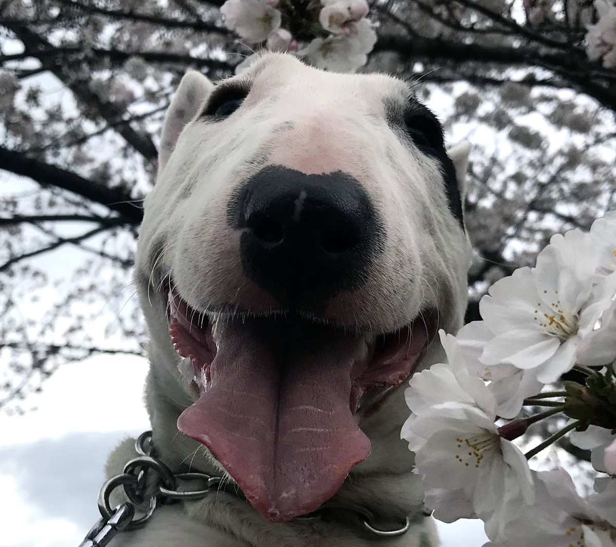 ピィ子の子育て日記