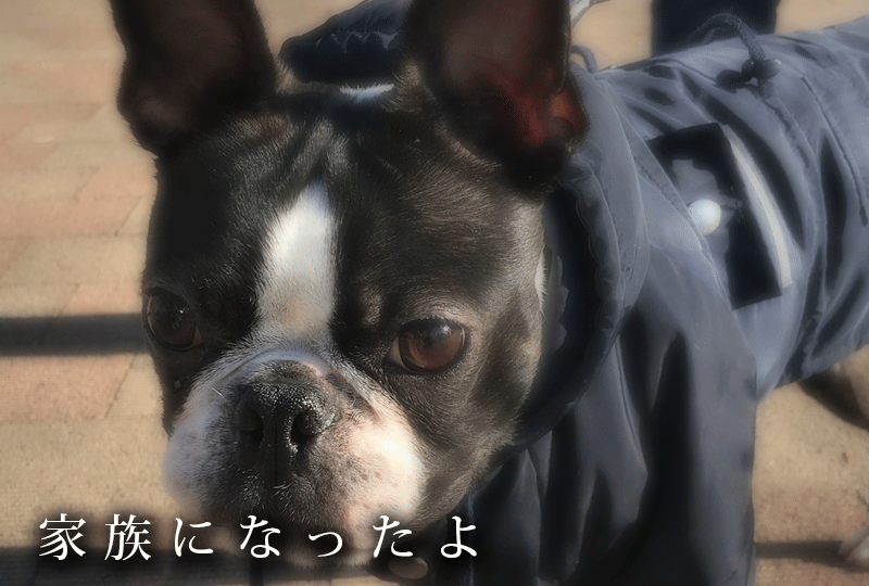 f:id:masami_takasu:20200405080343g:plain