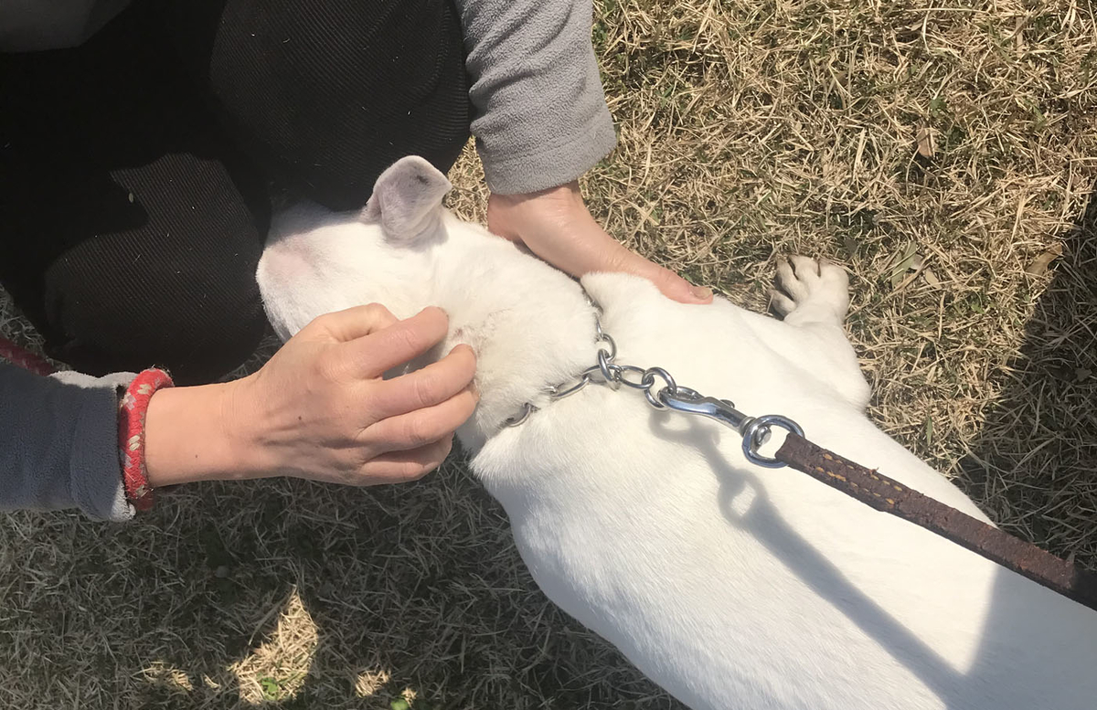 【子犬の躾｜33】ピィ子が吐き出したものは【誤飲・誤食に気を付けて】 犬を飼うということ