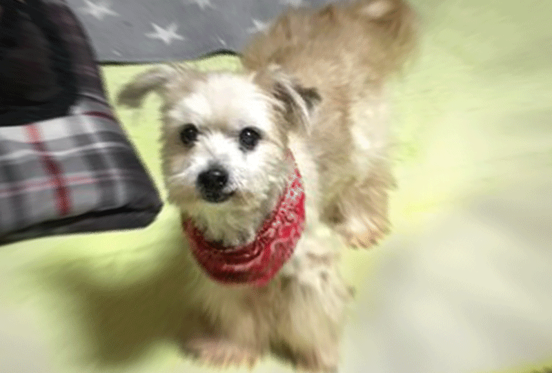 f:id:masami_takasu:20200530075645g:plain