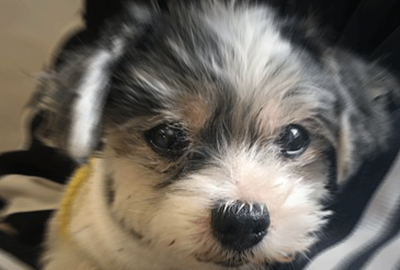 f:id:masami_takasu:20200604122008g:plain