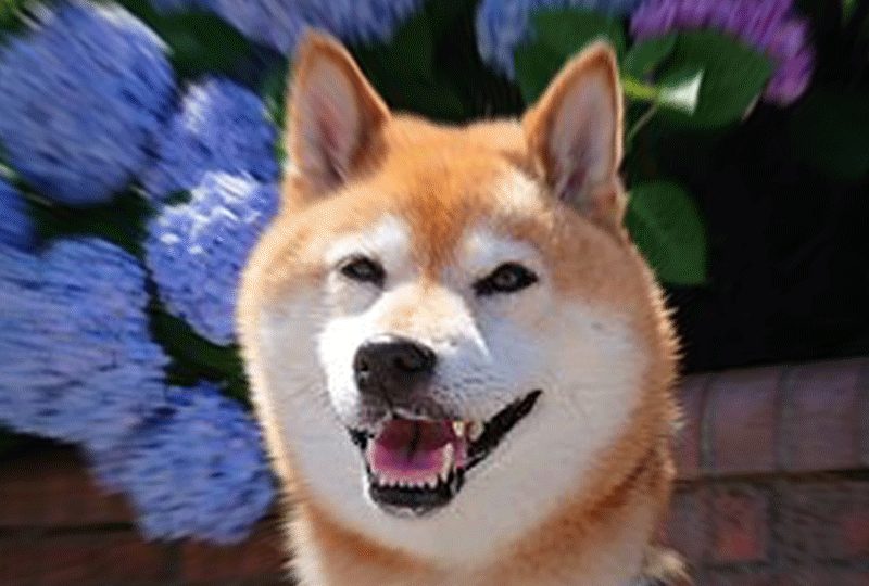 f:id:masami_takasu:20200604122310g:plain