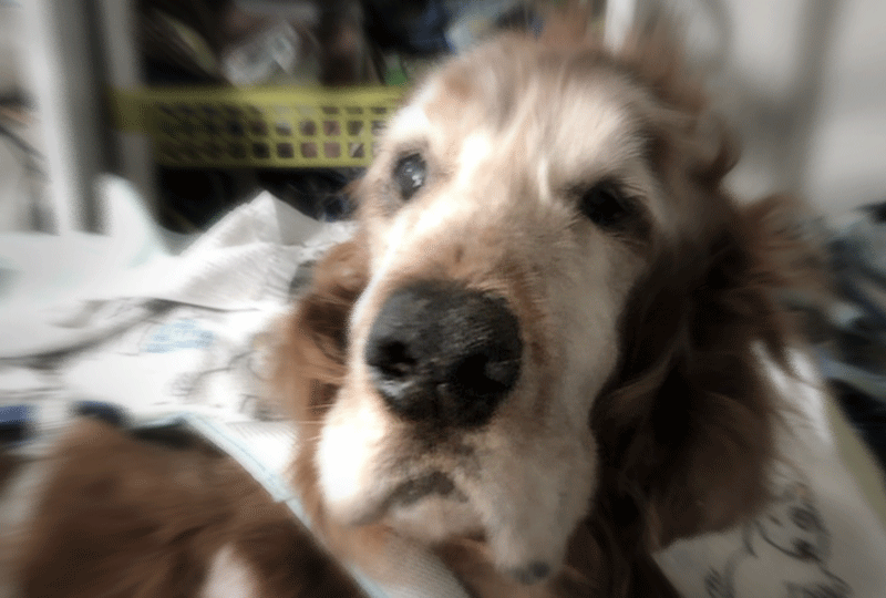 老犬アルバムvol 5 樫村慧コメンタリー Complete 出来ない事は増えたけれど 犬を飼うということ 老犬アルバムvol 5 樫村慧コメンタリー Complete 出来ない事は増えたけれど 犬を飼うということ