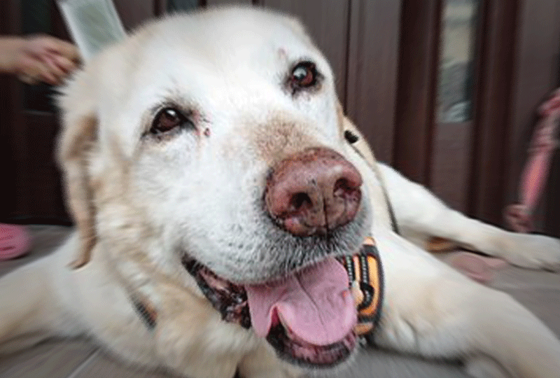 f:id:masami_takasu:20200610072223g:plain