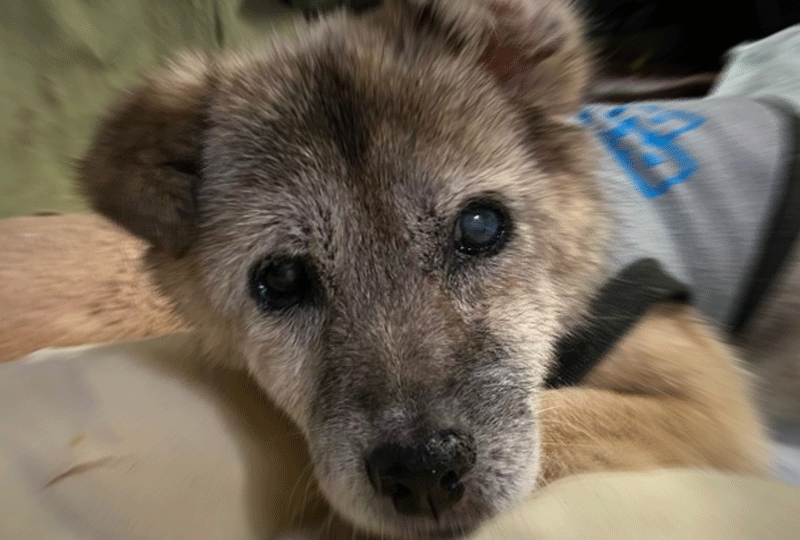 f:id:masami_takasu:20200610073010g:plain