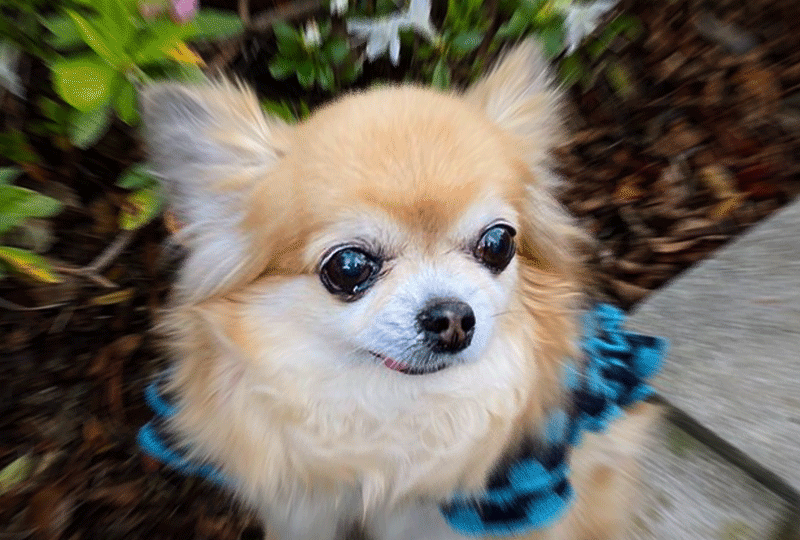 f:id:masami_takasu:20200611074149g:plain