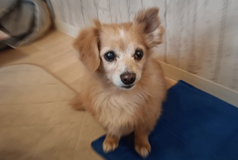 f:id:masami_takasu:20200611074944g:plain