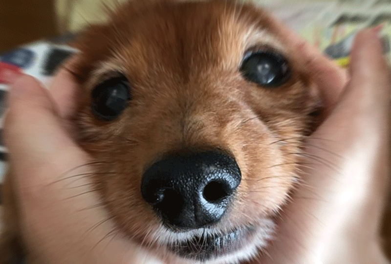 f:id:masami_takasu:20200611075052g:plain