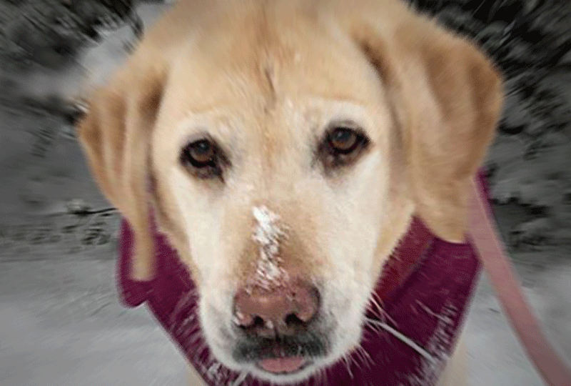 f:id:masami_takasu:20200617080515g:plain