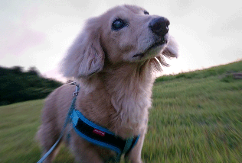 f:id:masami_takasu:20200731112556g:plain