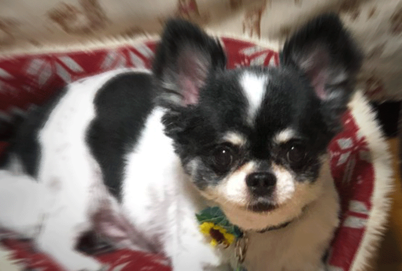 f:id:masami_takasu:20200803101016g:plain