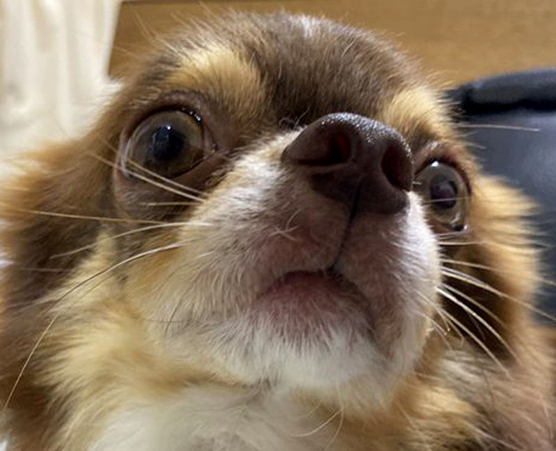 うちの子がうちにくるまで_チョンキー