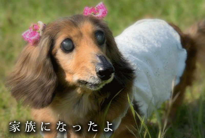 f:id:masami_takasu:20200815155841g:plain