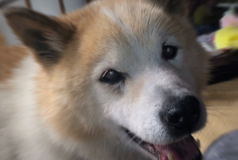 f:id:masami_takasu:20200818174512g:plain