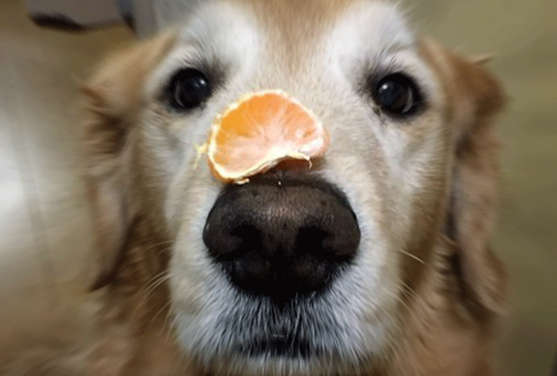 f:id:masami_takasu:20200911053304g:plain