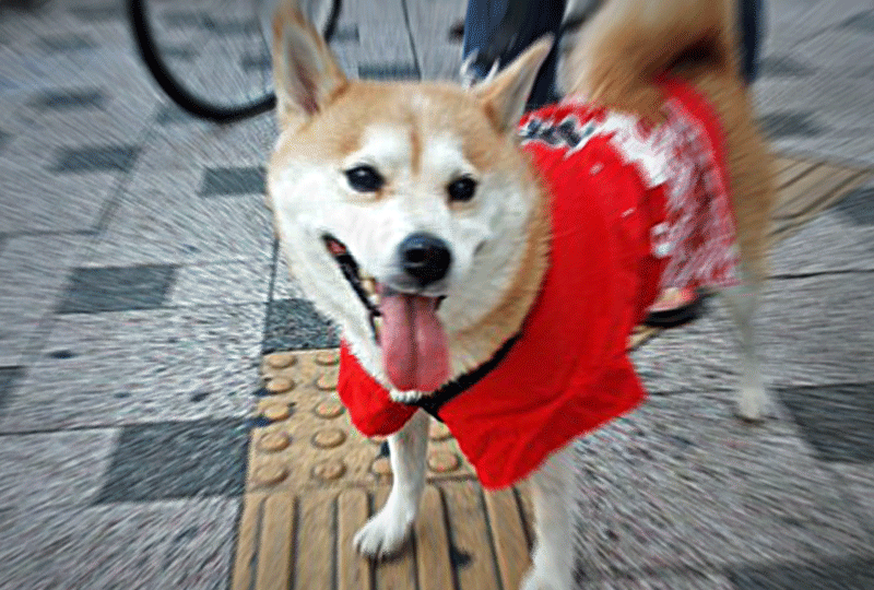 f:id:masami_takasu:20200911062150g:plain