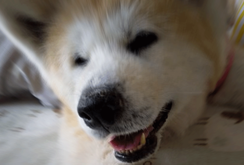 f:id:masami_takasu:20200927004545g:plain