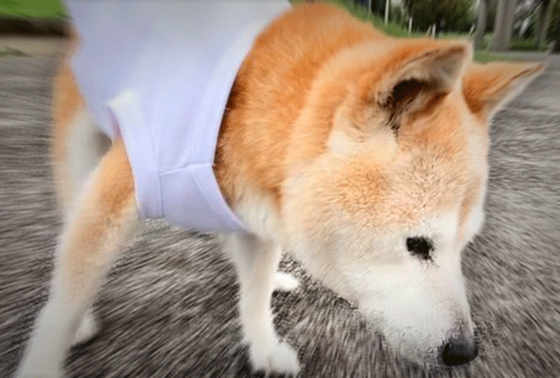 f:id:masami_takasu:20201012060348g:plain