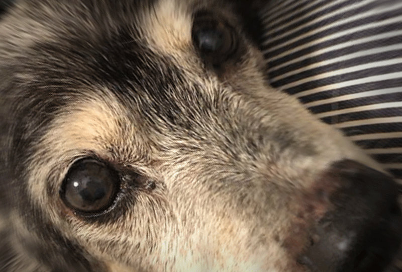 f:id:masami_takasu:20201018061230g:plain