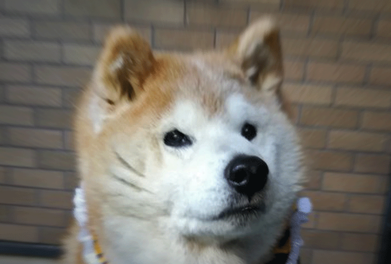 f:id:masami_takasu:20201021094126g:plain