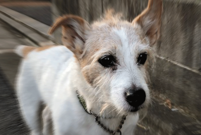 f:id:masami_takasu:20201025102321g:plain