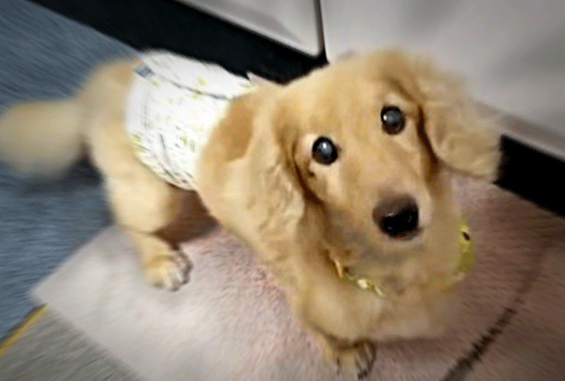 f:id:masami_takasu:20201102092930g:plain