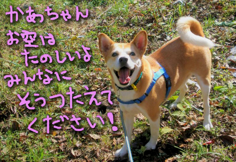 f:id:masami_takasu:20201107072216j:plain