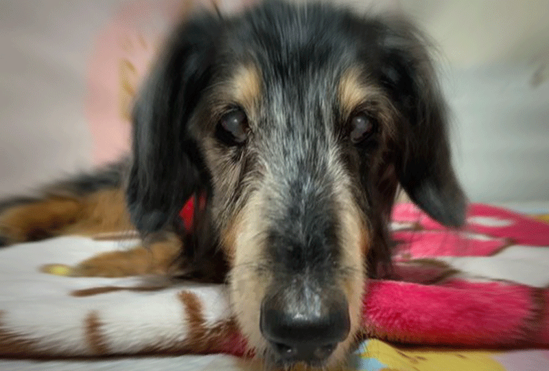 f:id:masami_takasu:20201111161659g:plain